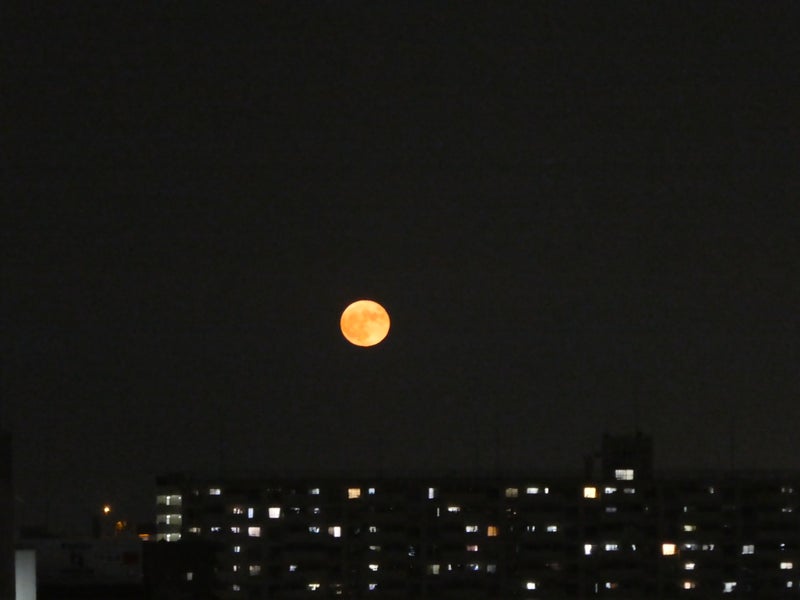 オレンジ色の満月 ねこにゃんのブログ