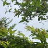 あのね・・今日はレモンの日の画像