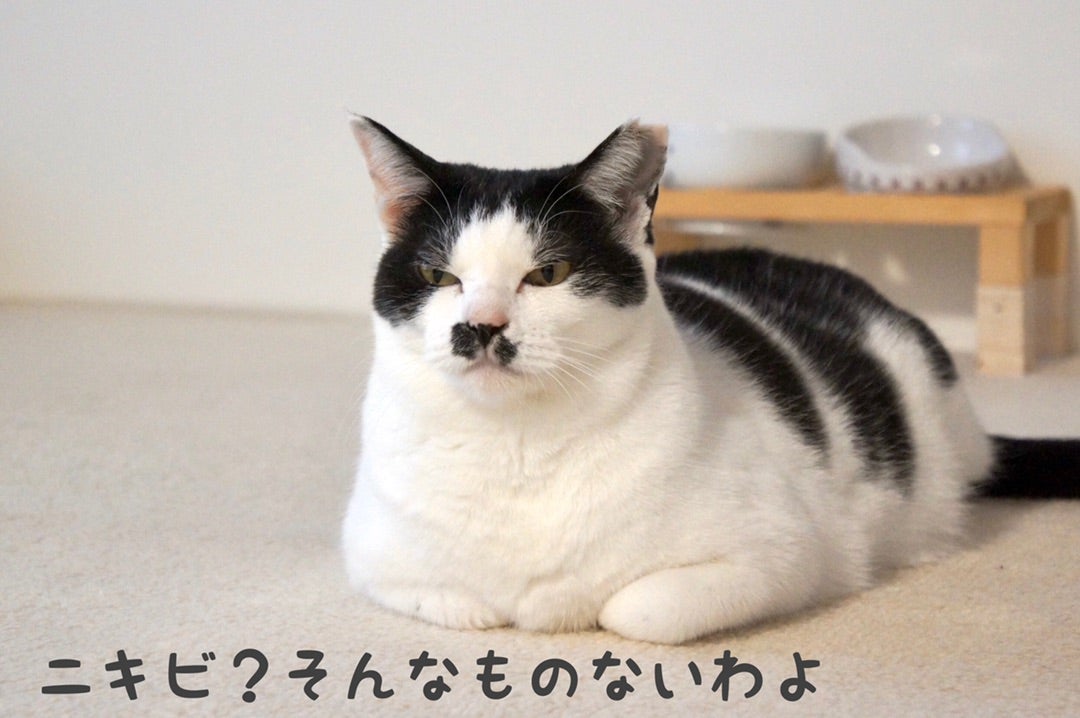 憎き 猫ニキビ ハチワレ猫