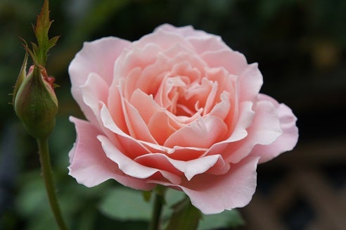 これから冬までのバラの育て方 秋のダフネがステキ ママの薔薇のブログ