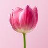「乳がん治療と経済・お金」オンラインシンポジウムの情報です！の画像