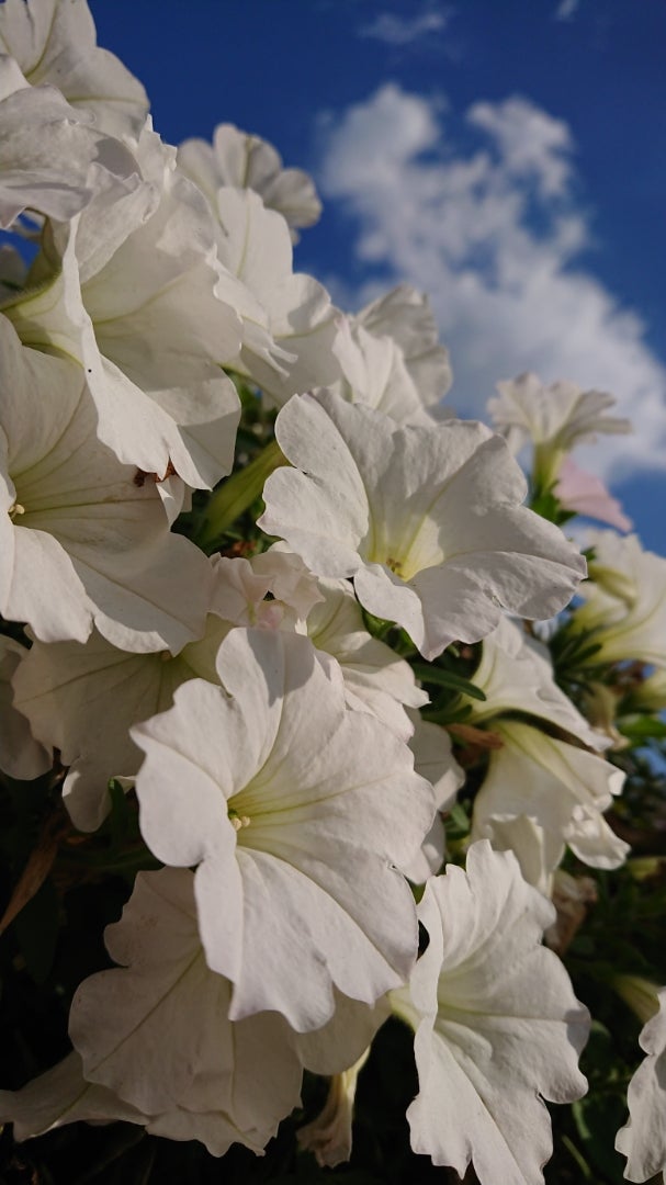 ペチュニア サフィニア 季節の花と花言葉 Kensan 0427さんのﾌﾞﾛｸﾞ