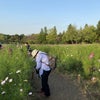 昭和記念公園コスモス撮影会の画像
