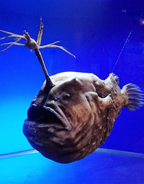旅の思い出「東海大学海洋科学博物館」で深海魚の驚きの生態に迫る