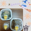 LINEポケオ　にの画像