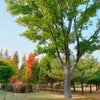 韓国ソウルの秋模様。今が紅葉ピクニックもベストかも。の画像