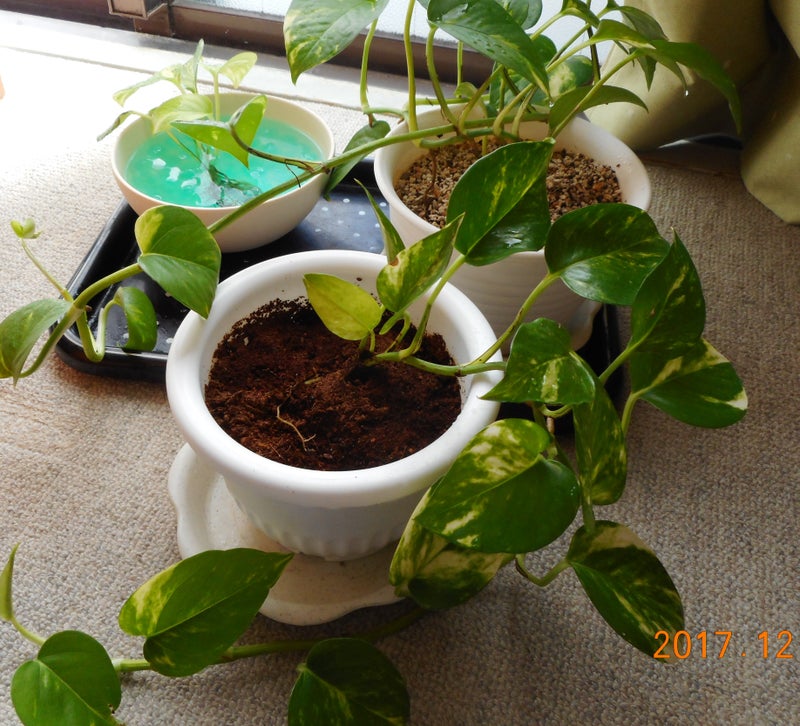 ポトス 水挿し栽培と鉢の整理 Masplantasのブログ