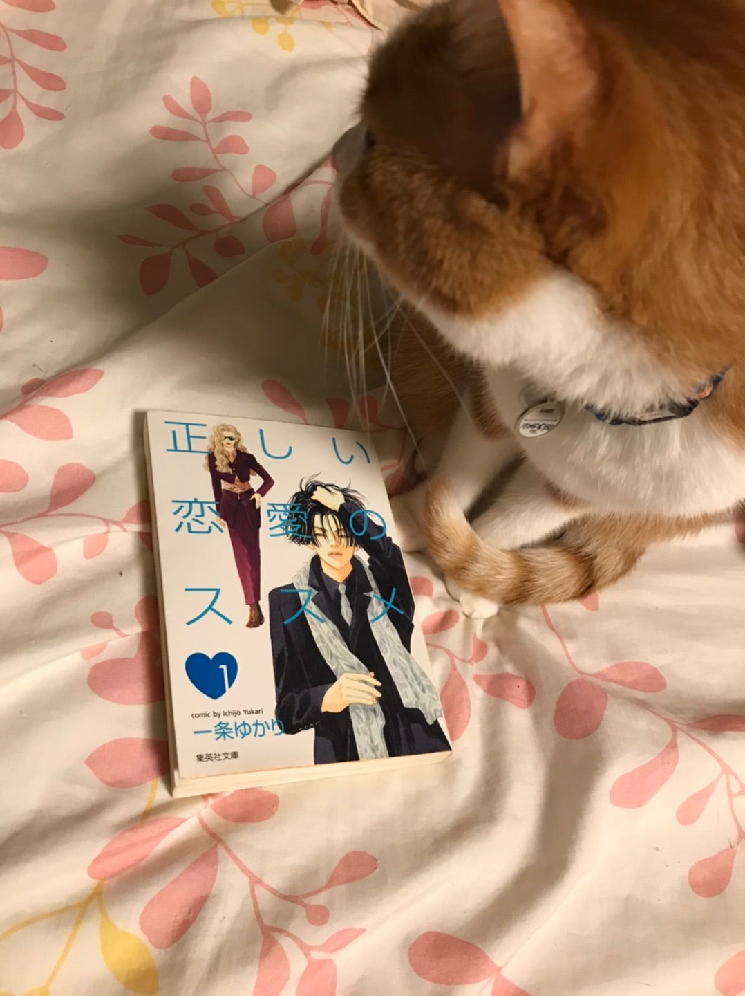 一条ゆかり 正しい恋愛のススメ 全3巻 本読みのおもちゃ箱 一条ゆかり 正しい恋愛のススメ 全3巻 本読みのおもちゃ箱