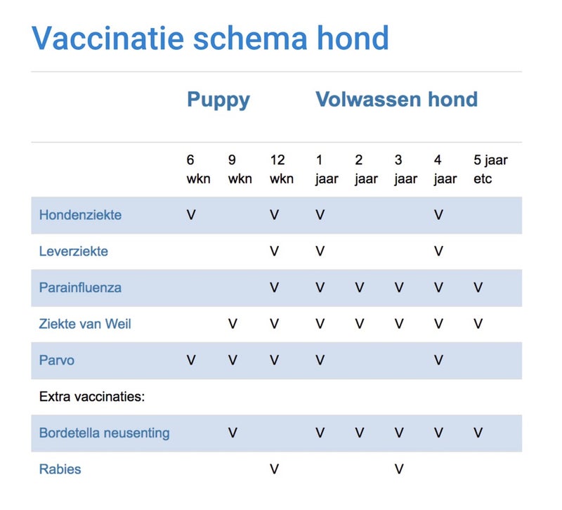オランダ 仔犬の予防接種と犬の税金 オランダ移住 オランダ起業 ビザ申請 移住コンサルタント Tomomoのブログ オランダドリーム