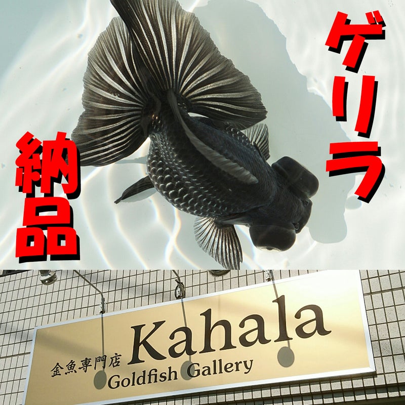 金魚 専門 店 カハラ