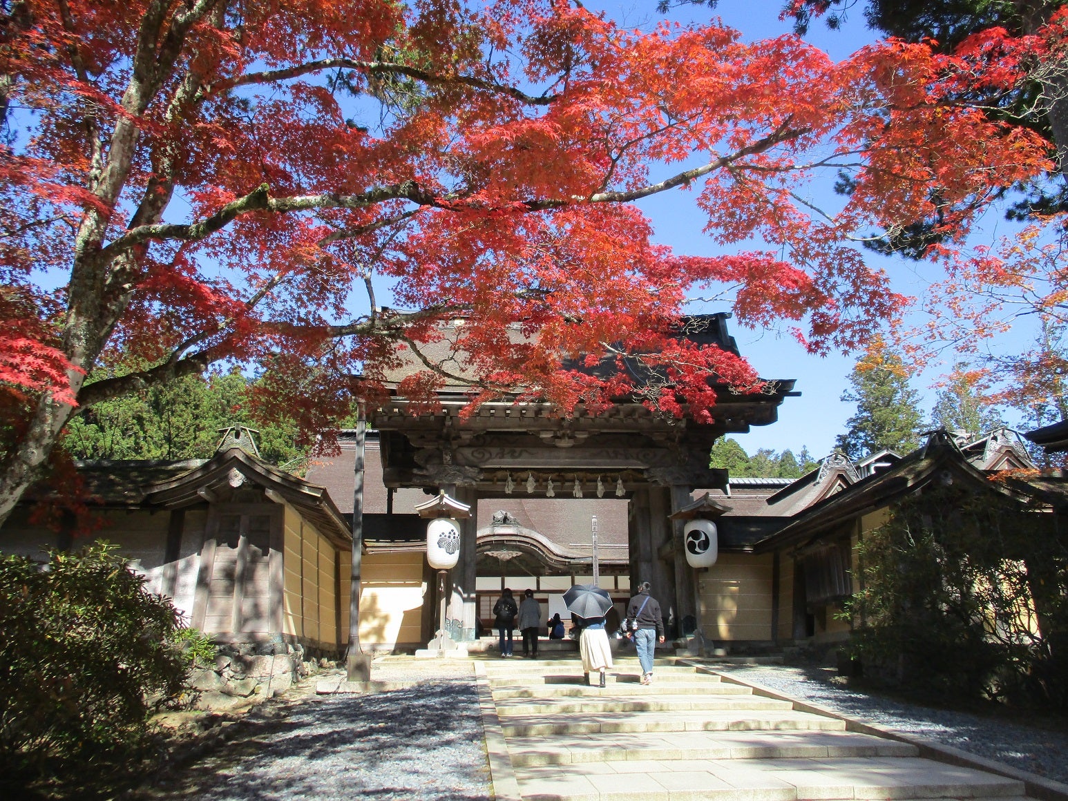 紅葉でにぎわいを見せる高野山』へ行く (和歌山県高野町) | たま 紅葉でにぎわいを見せる高野山』へ行く (和歌山県高野町) | たま