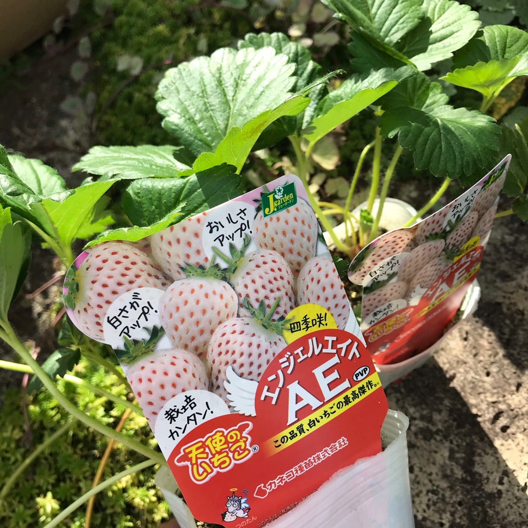 日本製・綿100% 苺 いちごの苗 30ポット 通販