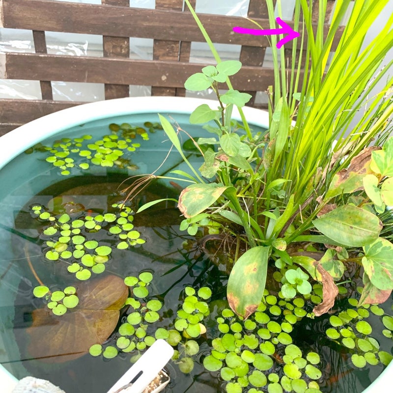 超歓迎された】 ビオトープ 水辺植物 斑入りネビキグサ アンペライ １ポット 湿生植物 yashima-sobaten.com