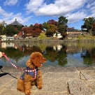 奈良公園で紅葉！の記事より