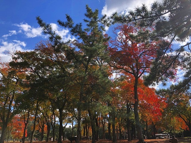 奈良公園で紅葉！の記事より