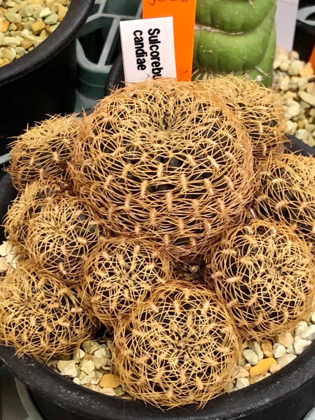 ビッグバザールの戦利品Cactus & Succulent Big Bazaar2020Nov ビッグバザールの戦利品Cactus & Succulent Big Bazaar2020Nov