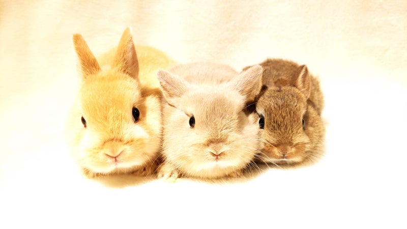 ウサギの幸せとは何か 札幌のうさぎ専門店 Mon Lapin のブログ