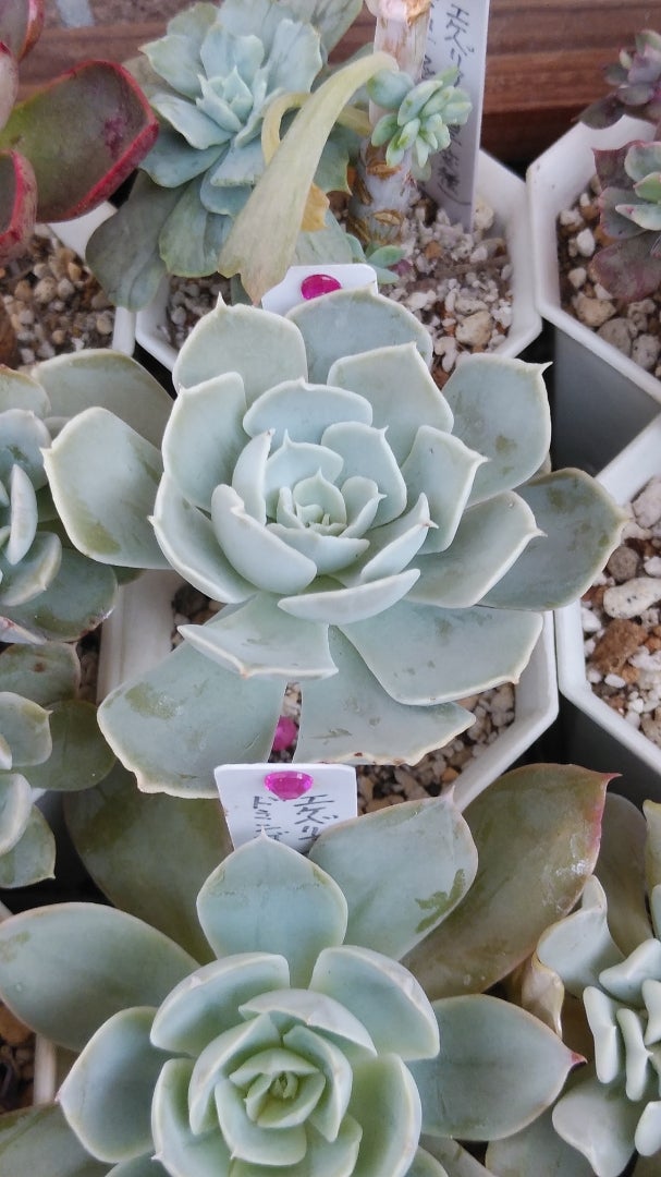 11月22日【多肉植物】ルンヨニー系 | 多肉、虫好きの 11月22日【多肉植物】ルンヨニー系 | 多肉、虫好きの