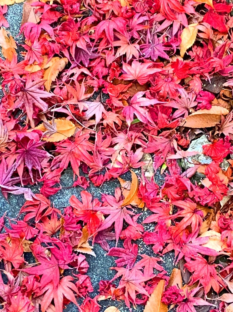紅葉 美しい秋の景色 誕生日旅行 Loveハワイな毎日