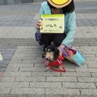 GO！保護犬GO 医療費応援フリマ@茅ヶ崎ブランチ２ ご報告 (*^-゜)vThanks!の記事より