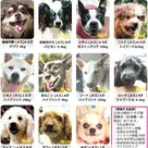 GO！保護犬GO 医療費応援フリマ@茅ヶ崎ブランチ２ ご報告 (*^-゜)vThanks!の記事より