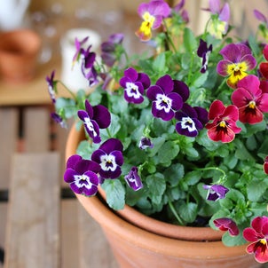 【暮らし】２ヶ月以上は楽しめる冬のお花の定番はコレ！＆あれこれ日常。の画像