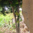 ≪花談義５９１≫　ピダモンニアグアバウの街路樹には果物が多いです。吉田さんからのお便りです。の記事より