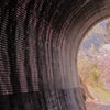 晩春の秋　トンネルを額縁にの画像