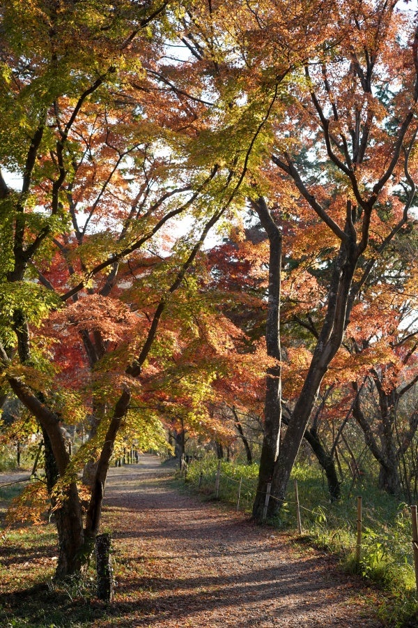 埼玉 嵐山渓谷の紅葉 その４ 旅ノカケラ
