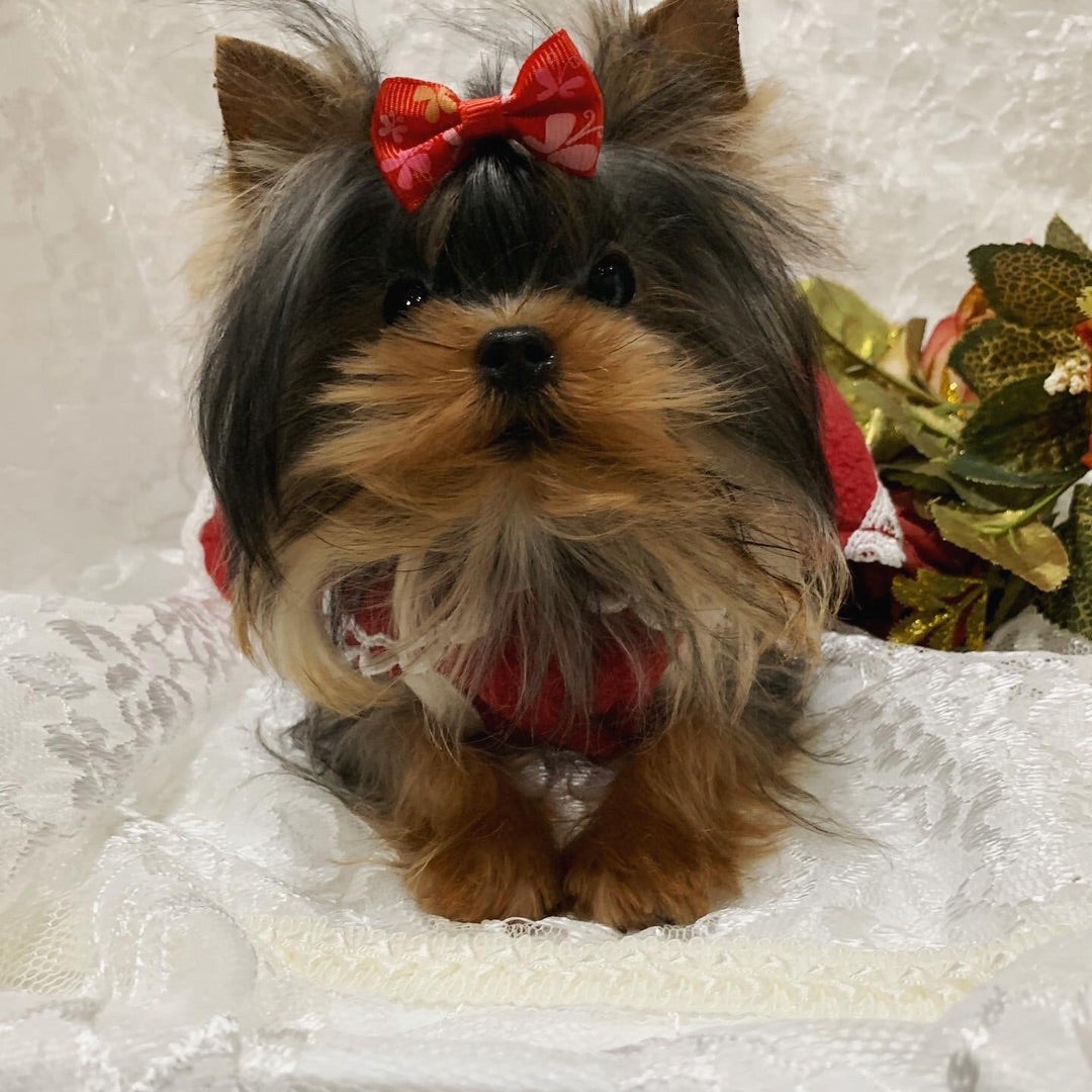 特選犬 極小サイズ確定ヨーキー姫 | セシル ママのブログ