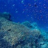 ■日本一サンゴが美しい海の中で■ 風が止まるチャンスに今年最後のシュノーケリングの画像