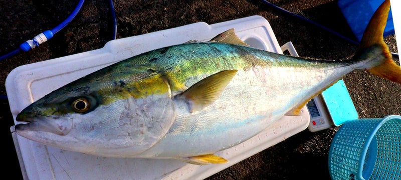 ビシアジ釣り」という名の・・・ブリブリ～！！ | 剣崎沖でコマセ真鯛釣り