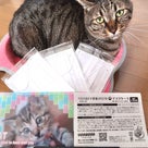 本日は宝塚市で今年最後の子猫の譲渡会の記事より