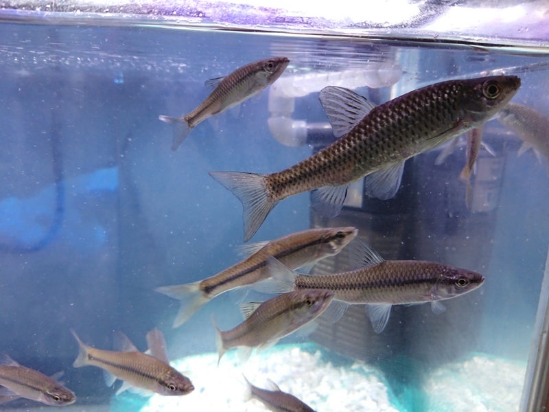 モツゴの魅力について語る ② | リアル日本淡水魚の世界へようこそ！