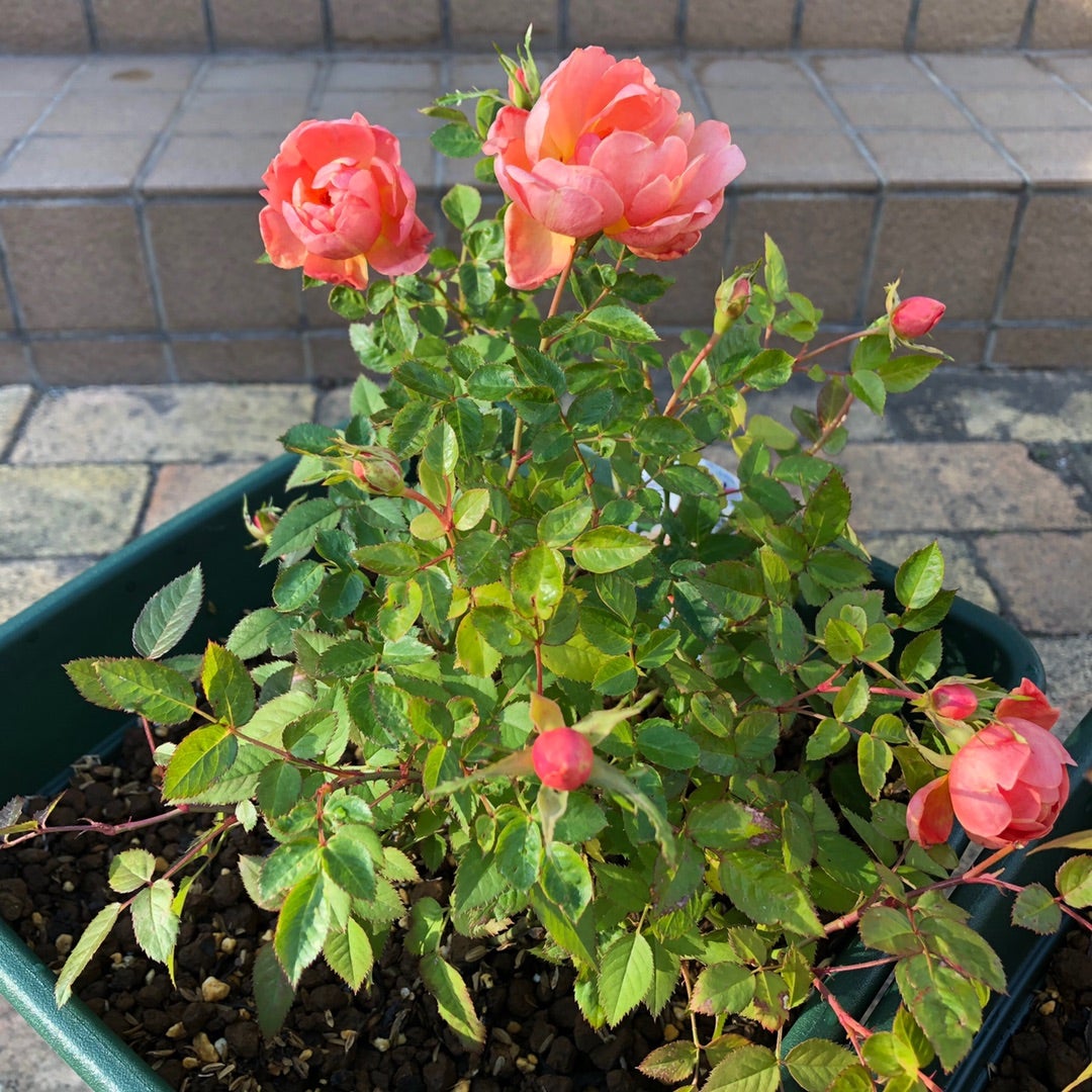 ミニバラの植え替え Mocha の薔薇のある暮らし ミニバラの植え替え Mocha の薔薇のある暮らし