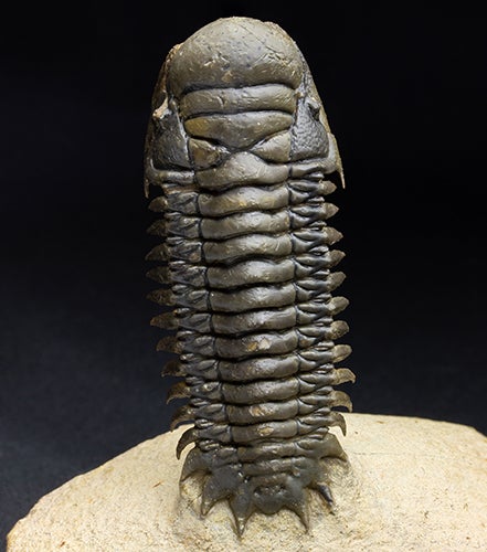 聳え立った三葉虫クロタロセファルス 化石ショップ ふぉっしる 店長の日常