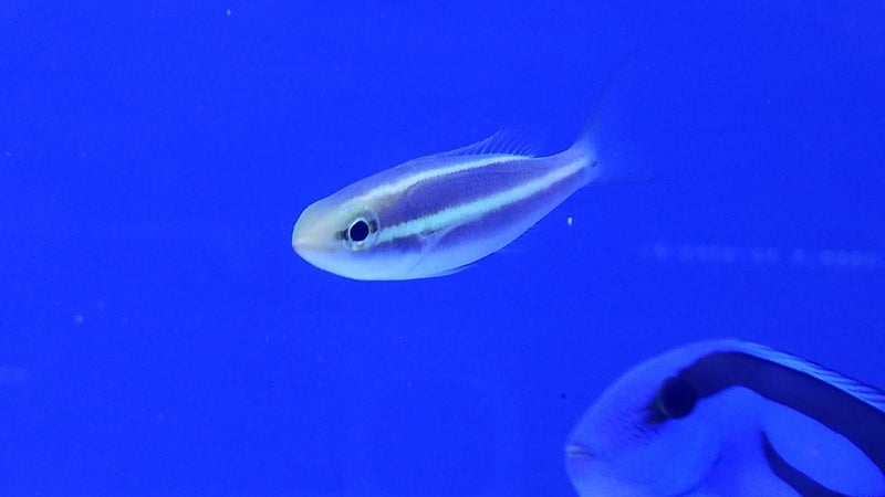おすすめの海水魚です 東京都足立区の熱帯魚ショップ かずぽよのブログ