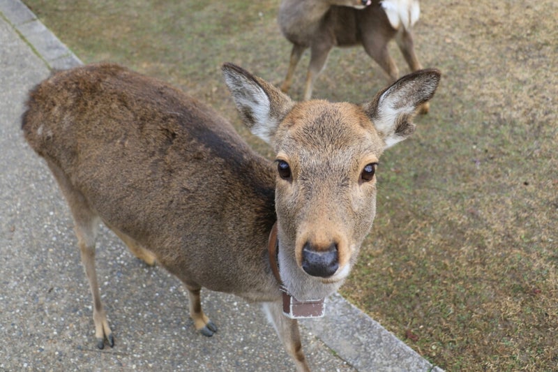 冬の奈良公園の鹿たち Kbpnoのブログ