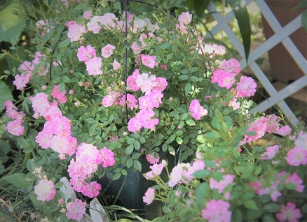 再び オベリスクのつるバラ ２年目からの誘引 V ママの薔薇のブログ