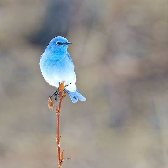 幸せの青い鳥″を見つけるには❣️ | ポポのおしゃべり