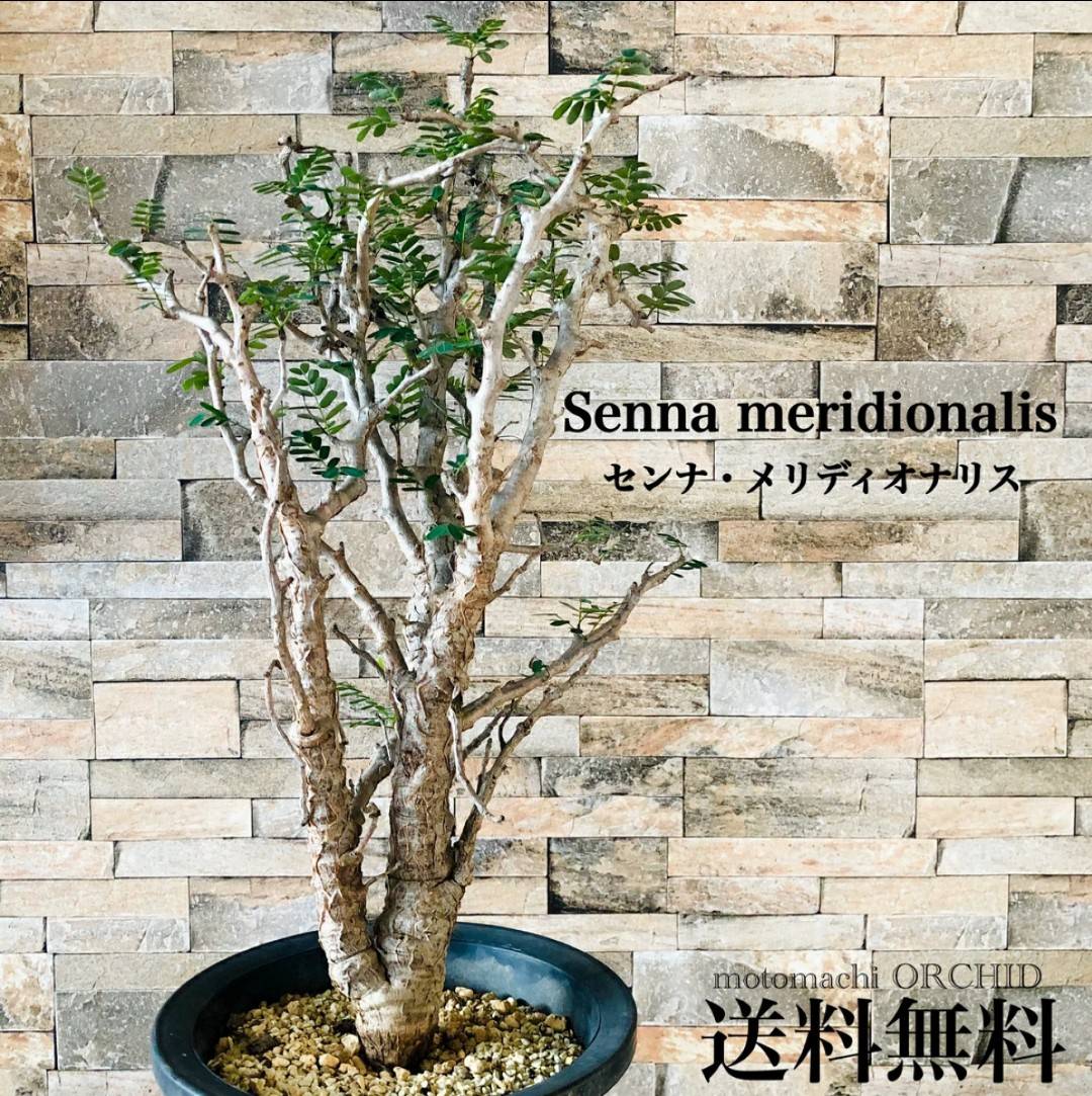 センナ メリディオナリス（実生） | 多肉・観葉植物