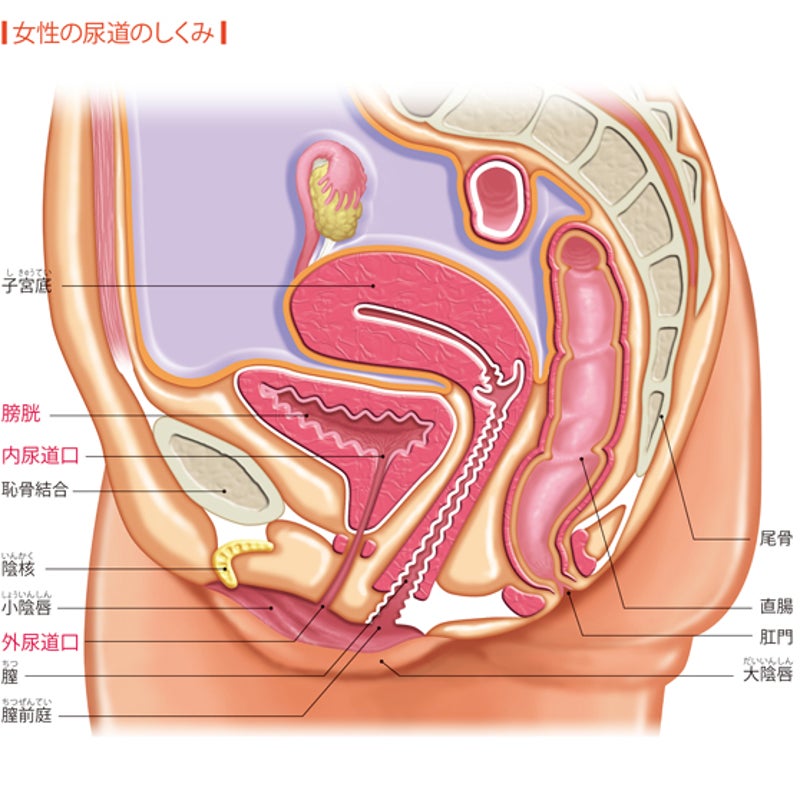 腹部 違和感 女性 下 下腹部の違和感は妊娠のサイン？妊娠の兆候と卵巣トラブルの見分け方