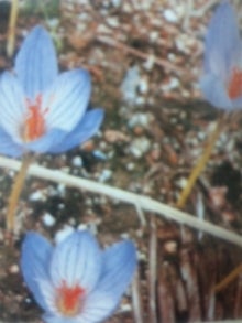 １月４日の誕生花 クロッカス 感謝 感動 花道 Flowering Way ブログ