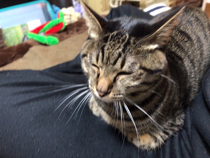 Learning English On My Knees 膝の上で英語を学ぶ Former Rescued Cat Happy 元保護猫ハッピー