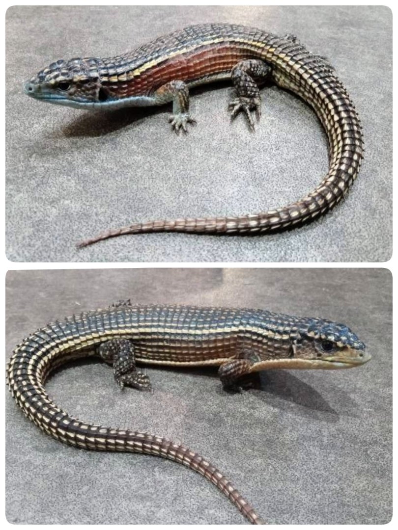 Wcツェッヒオニプレートトカゲ入荷致しました Exotic Goisu Pet Gorazon Goisu Land Saitama Wcツェッヒオニプレートトカゲ入荷致しました Exotic Goisu Pet Gorazon Goisu Land Saitama