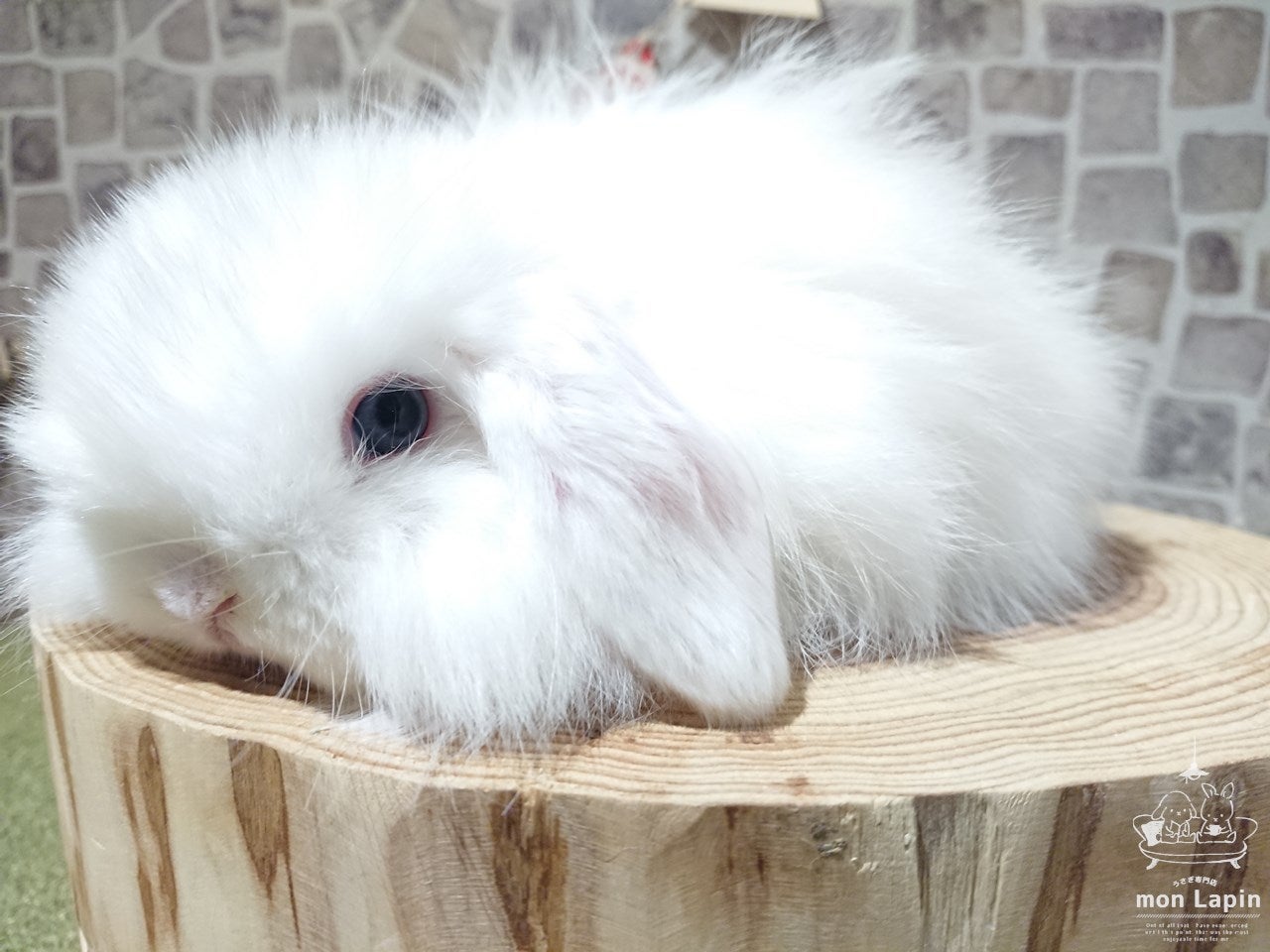 レアウサギが目白押し | 札幌のうさぎ専門店“mon Lapin”のブログ