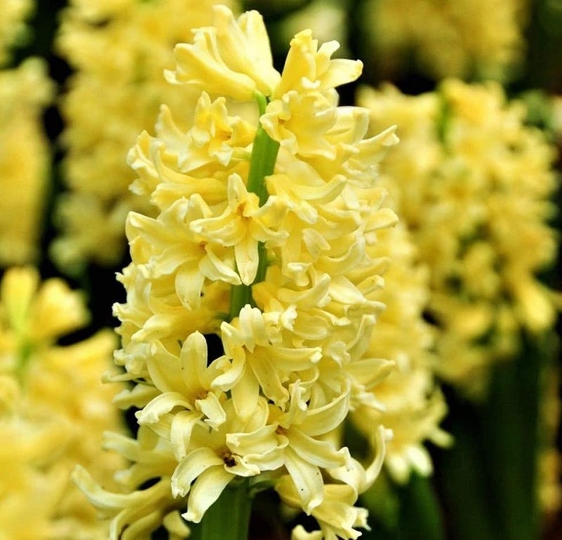 誕生花 １月16日 黄色のヒヤシンスの花言葉 オリジナルなプレゼントがつくれる山本彩代のフラワーアレンジメント教室