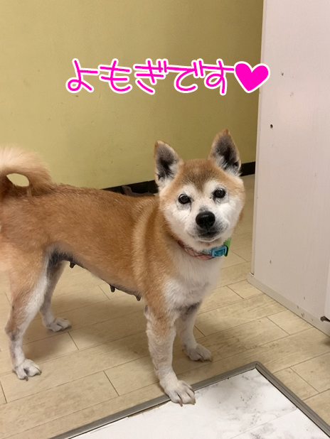 よもぎちゃん 大はしゃぎ Awaの保護犬 ととのブログ 岡山の保護犬猫応援ブログ