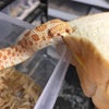 パンが好きなヘビ?!?!?!の画像