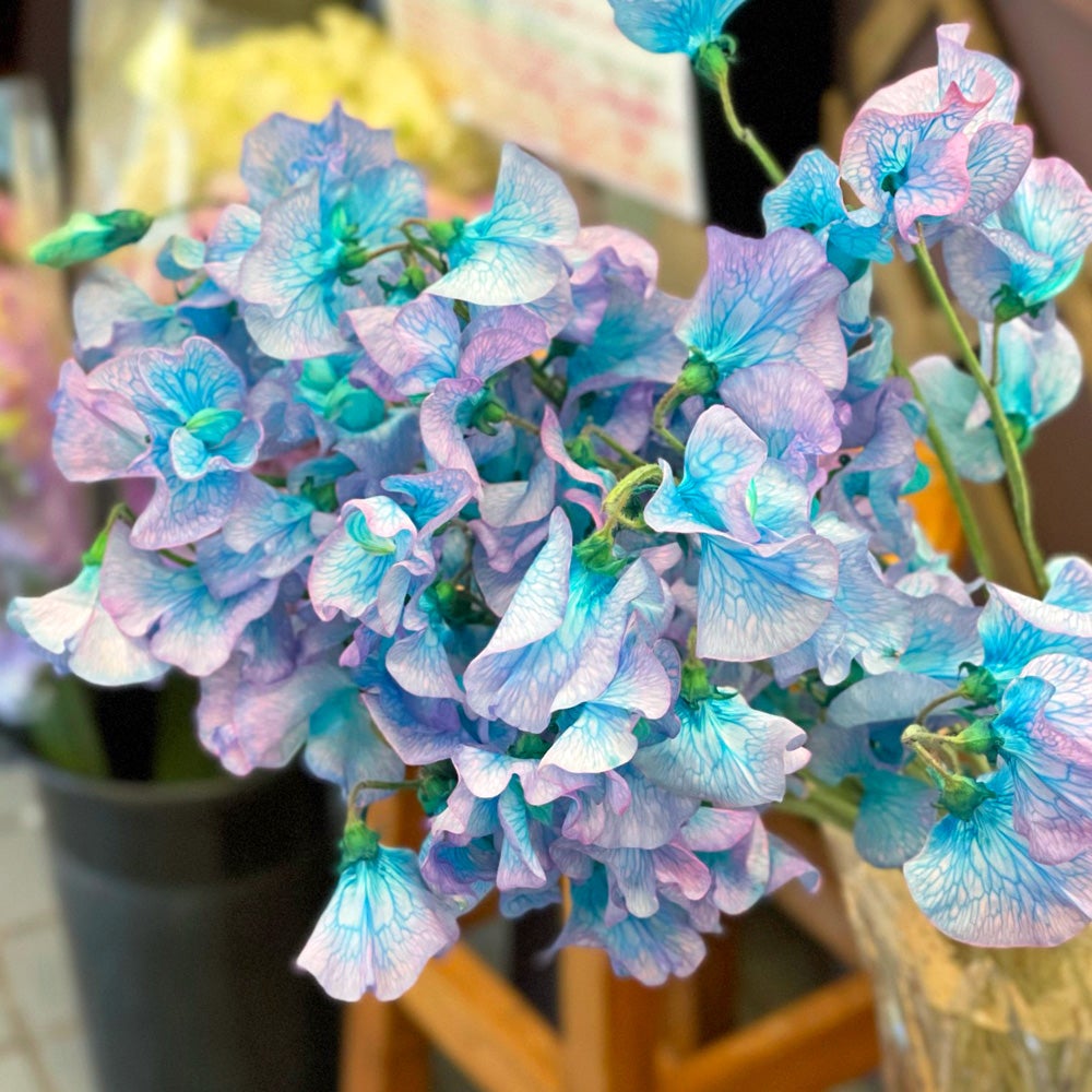 青いスイートピー キラークイーン 今日はスイートピーの日 大森の花屋 大花園の花ログ 青いスイートピー キラークイーン 今日はスイートピーの日 大森の花屋 大花園の花ログ
